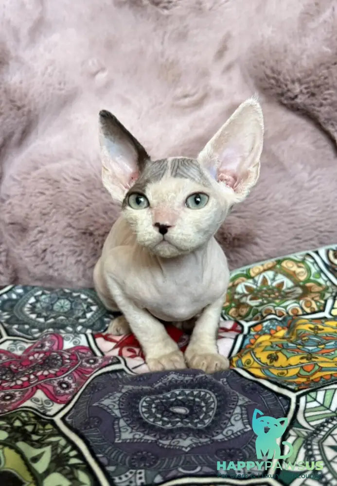 Van Devon Rex male black harlequin - live animals