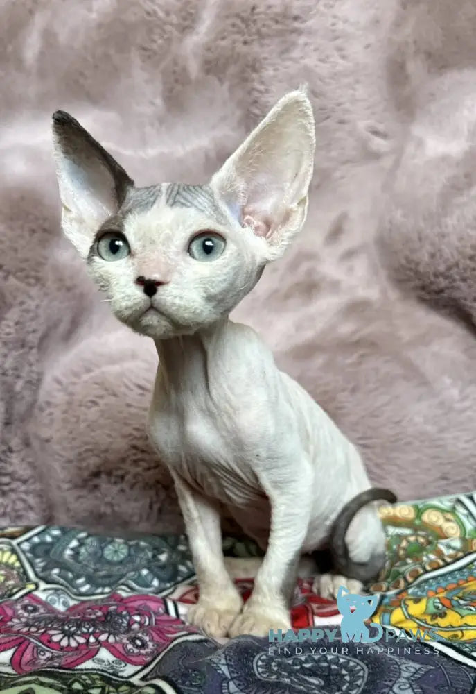 Van Devon Rex male black harlequin - live animals