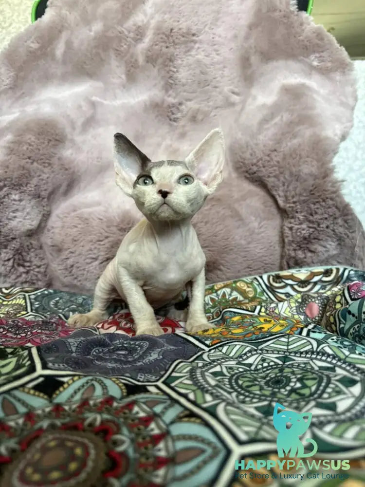 Van Devon Rex male black harlequin - live animals