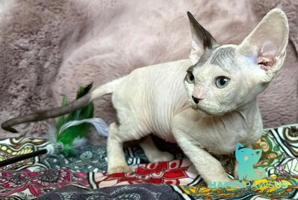 Van Devon Rex male black harlequin - live animals