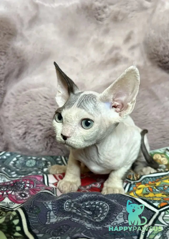 Van Devon Rex male black harlequin - live animals