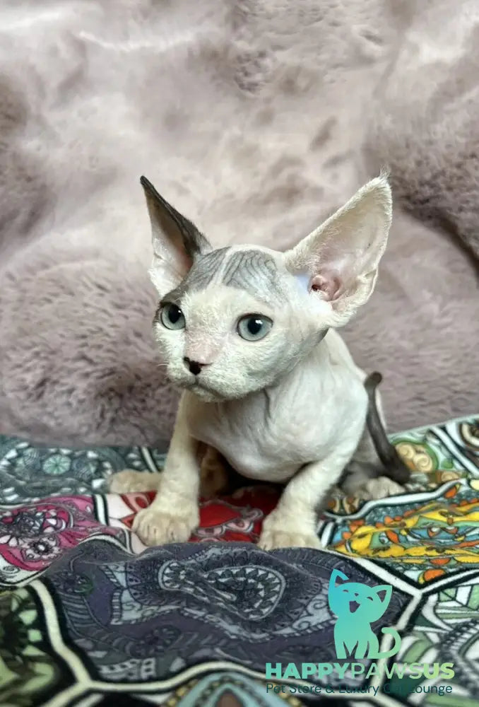 Van Devon Rex male black harlequin - live animals