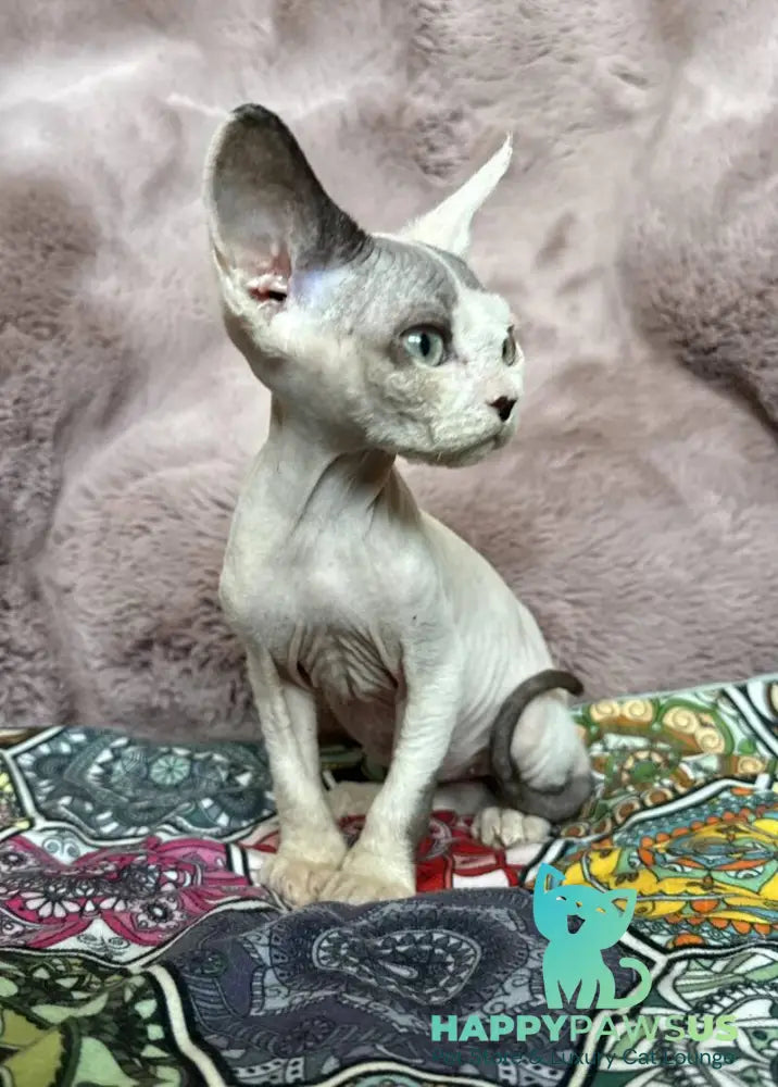 Van Devon Rex male black harlequin - live animals
