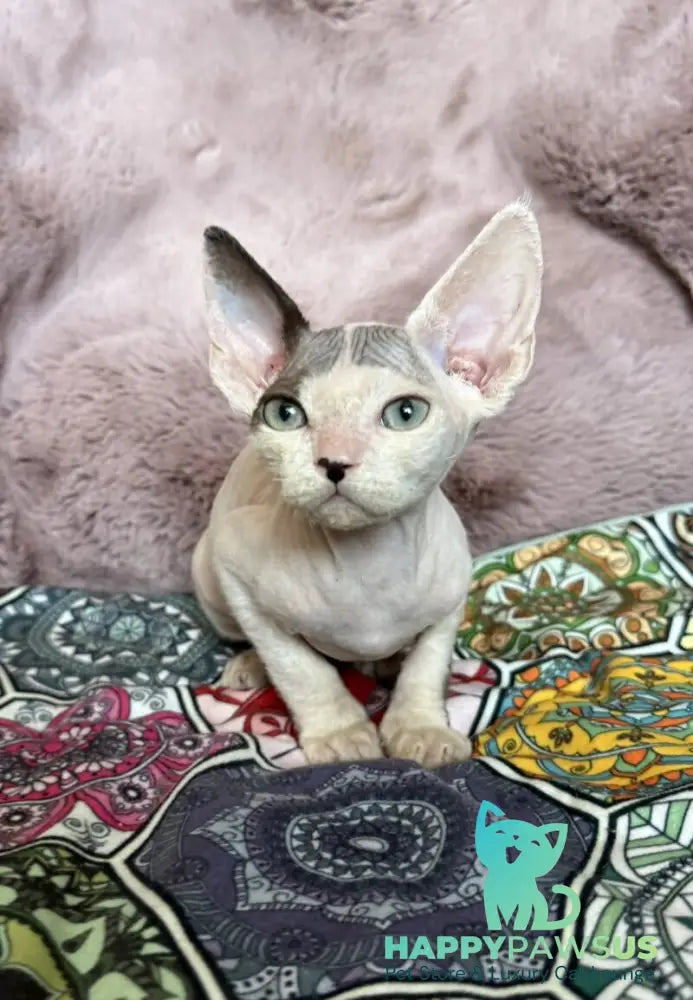 Van Devon Rex male black harlequin - live animals