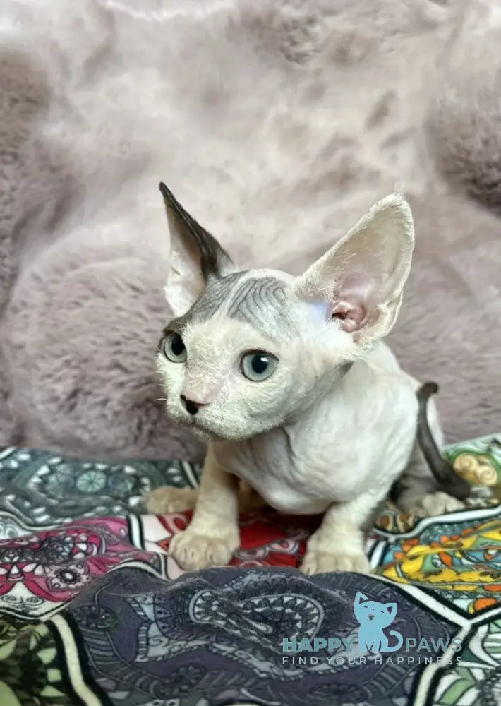 Van Devon Rex male black harlequin - live animals