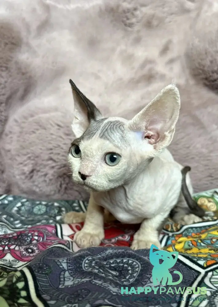 Van Devon Rex male black harlequin - live animals