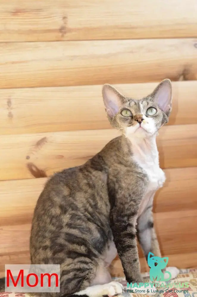 Van Devon Rex male black harlequin - live animals