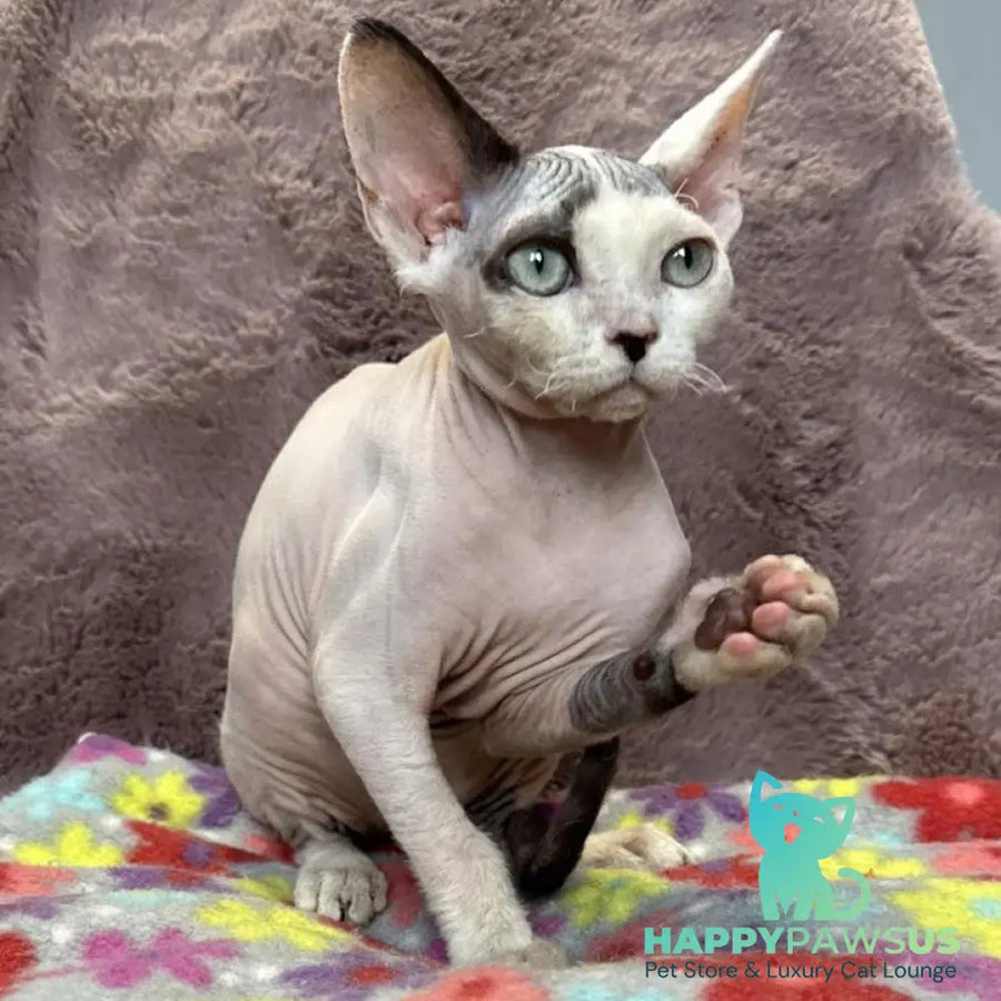 Van Devon Rex male black harlequin - live animals