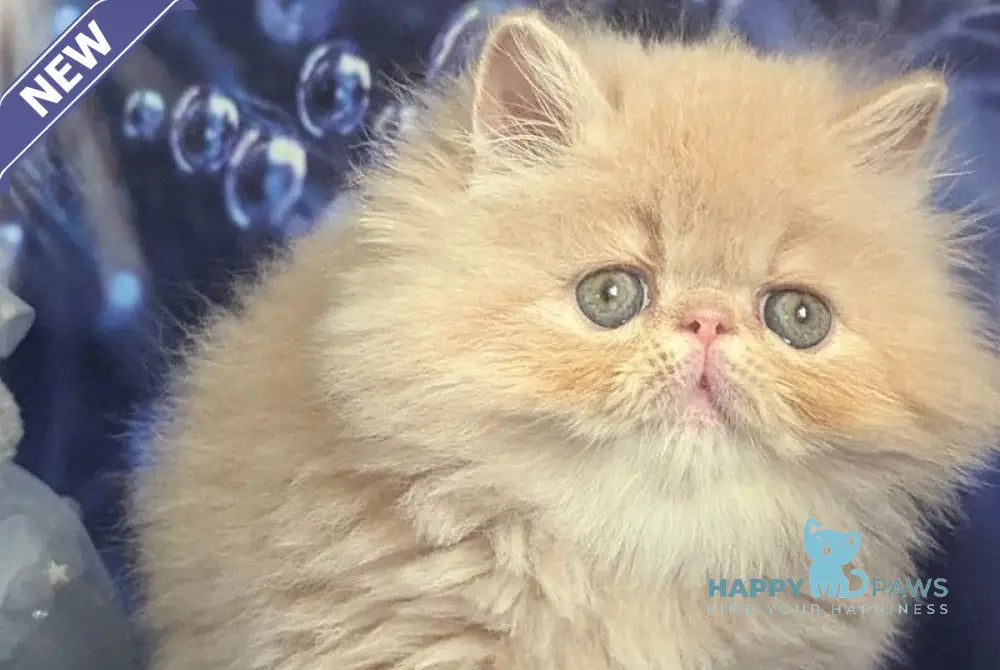 Vanda Persian female cream live animals