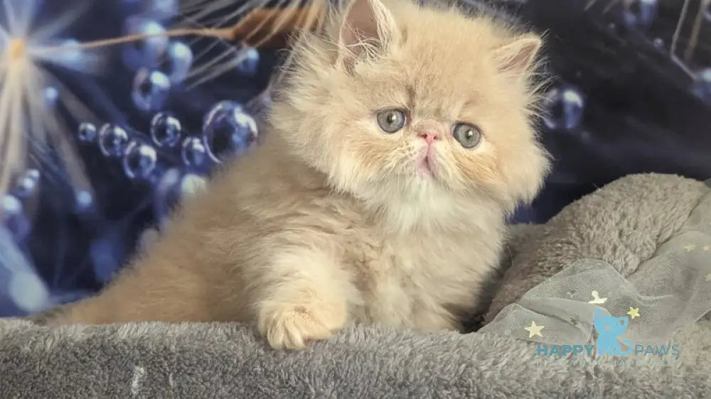 Vanda Persian female cream live animals