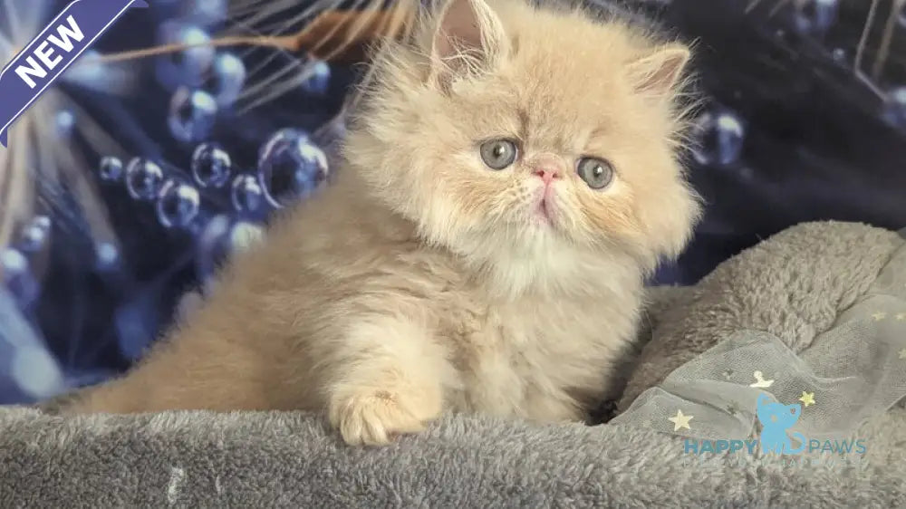 Vanda Persian female cream live animals