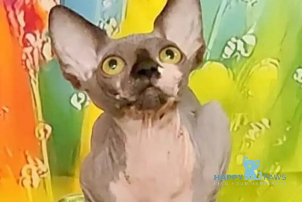 Vanessa Bambino female black bicolour live animals