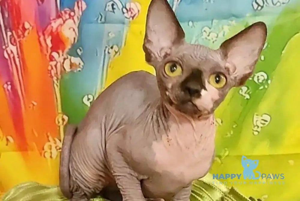 Vanessa Bambino female black bicolour live animals