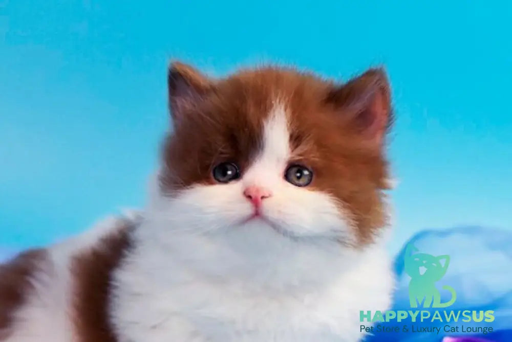 Vanessa British Longhair female cinnamon bicolour - live animals
