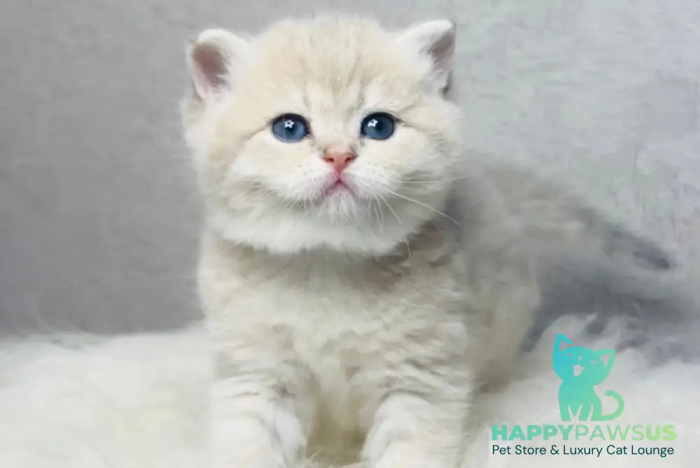 Vanessa British Shorthair female blue golden shaded live animals