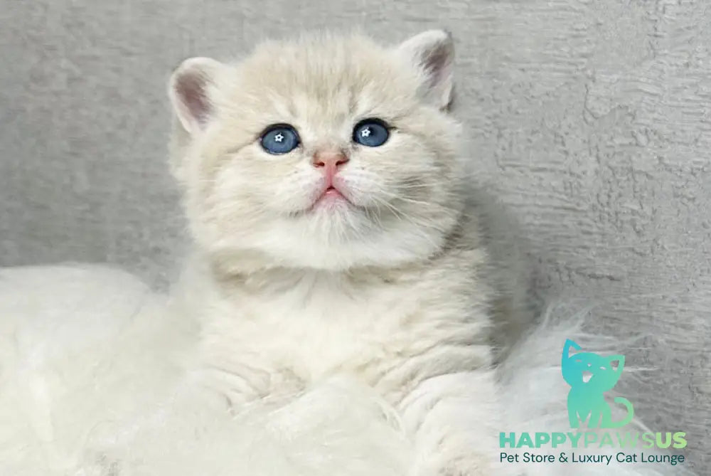 Vanessa British Shorthair female blue golden shaded live animals