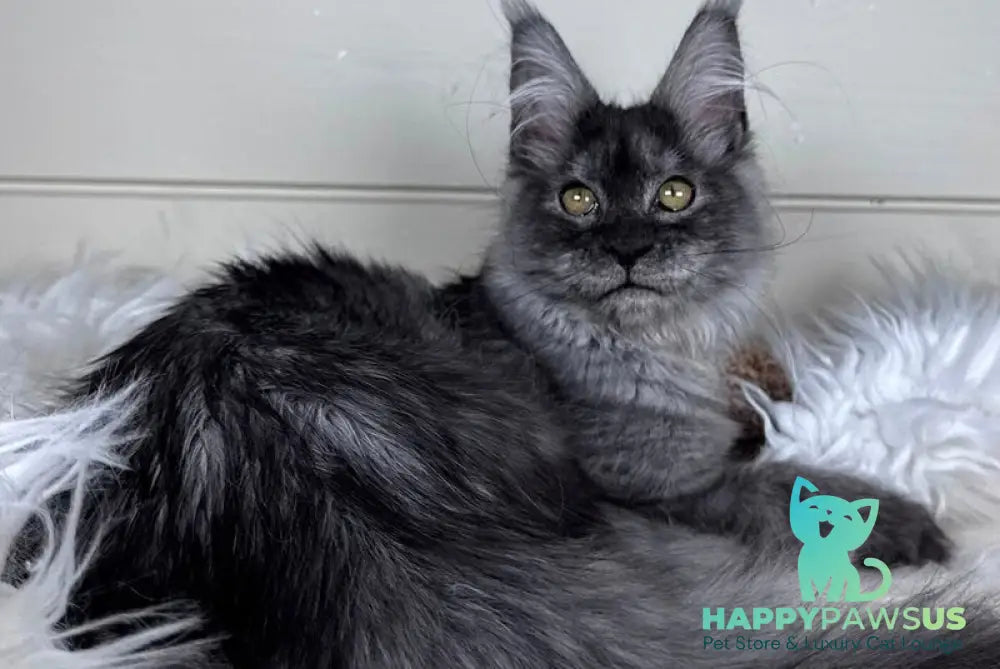 Vanessa Maine Coon female black silver - live animals