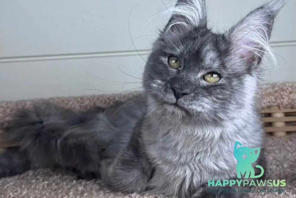 Vanessa Maine Coon female black silver - live animals