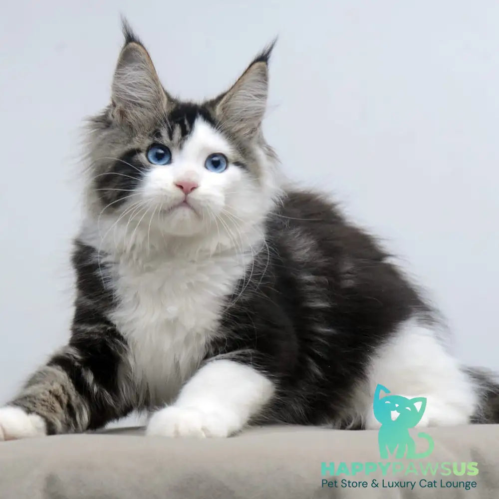 Vanessa Maine Coon female black tabby bicolour - live animals
