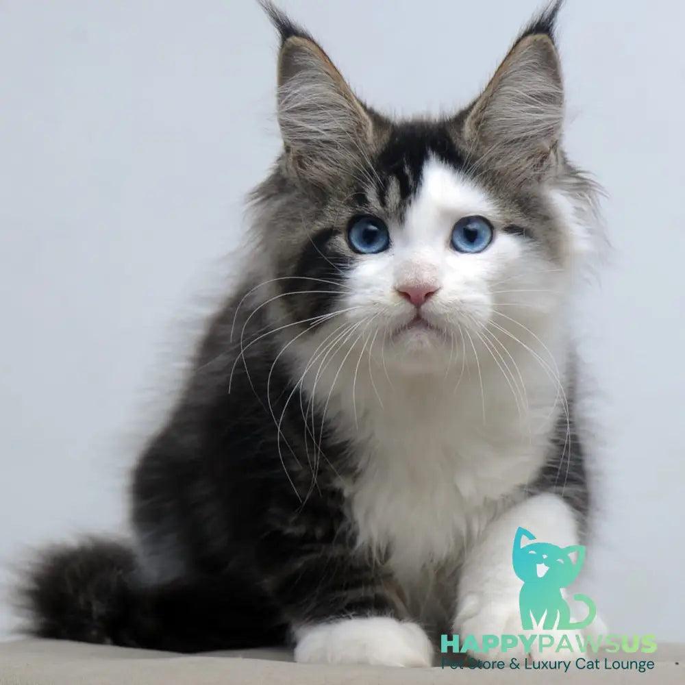 Vanessa Maine Coon female black tabby bicolour - live animals