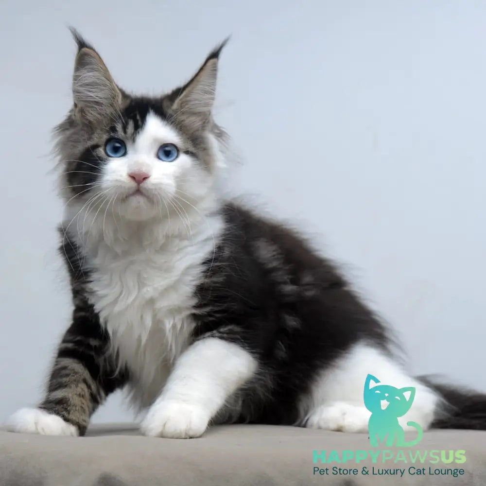 Vanessa Maine Coon female black tabby bicolour - live animals