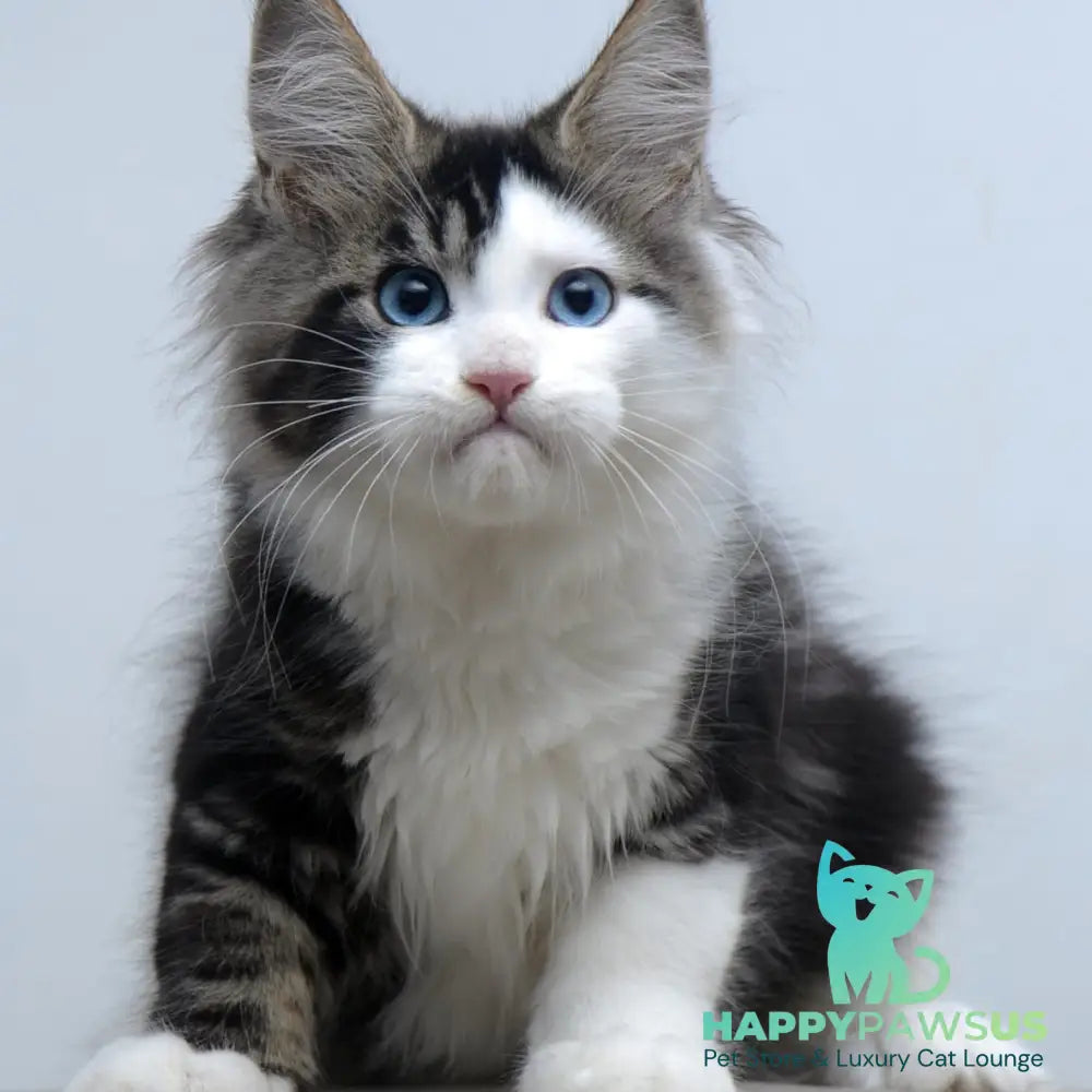 Vanessa Maine Coon female black tabby bicolour - live animals