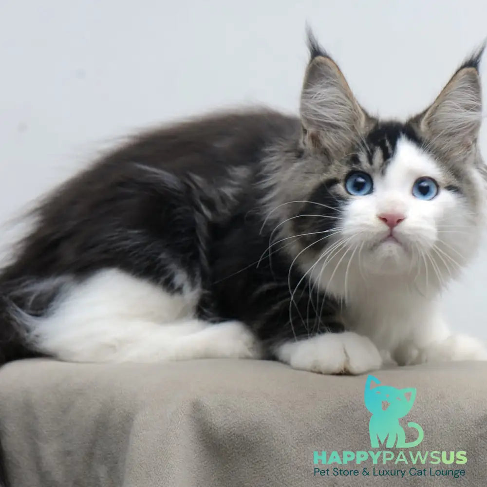 Vanessa Maine Coon female black tabby bicolour - live animals