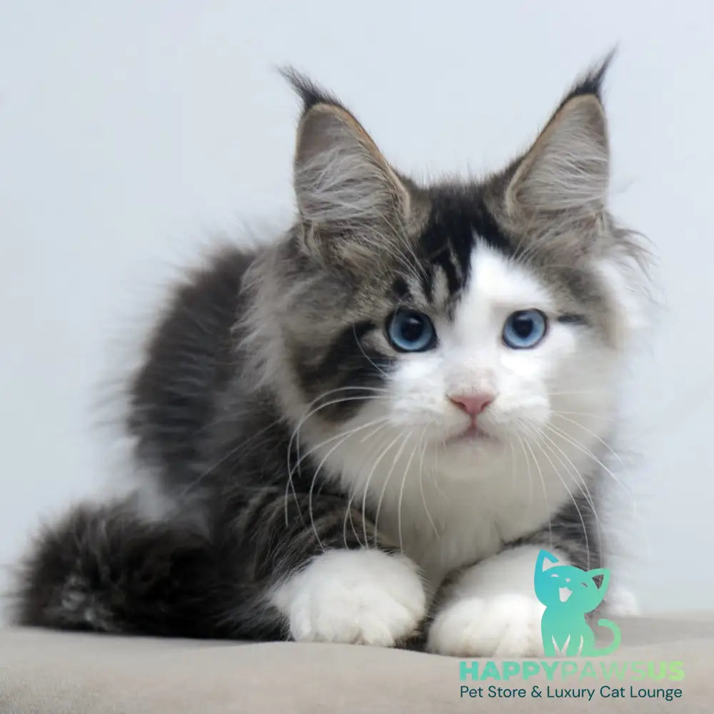 Vanessa Maine Coon female black tabby bicolour - live animals