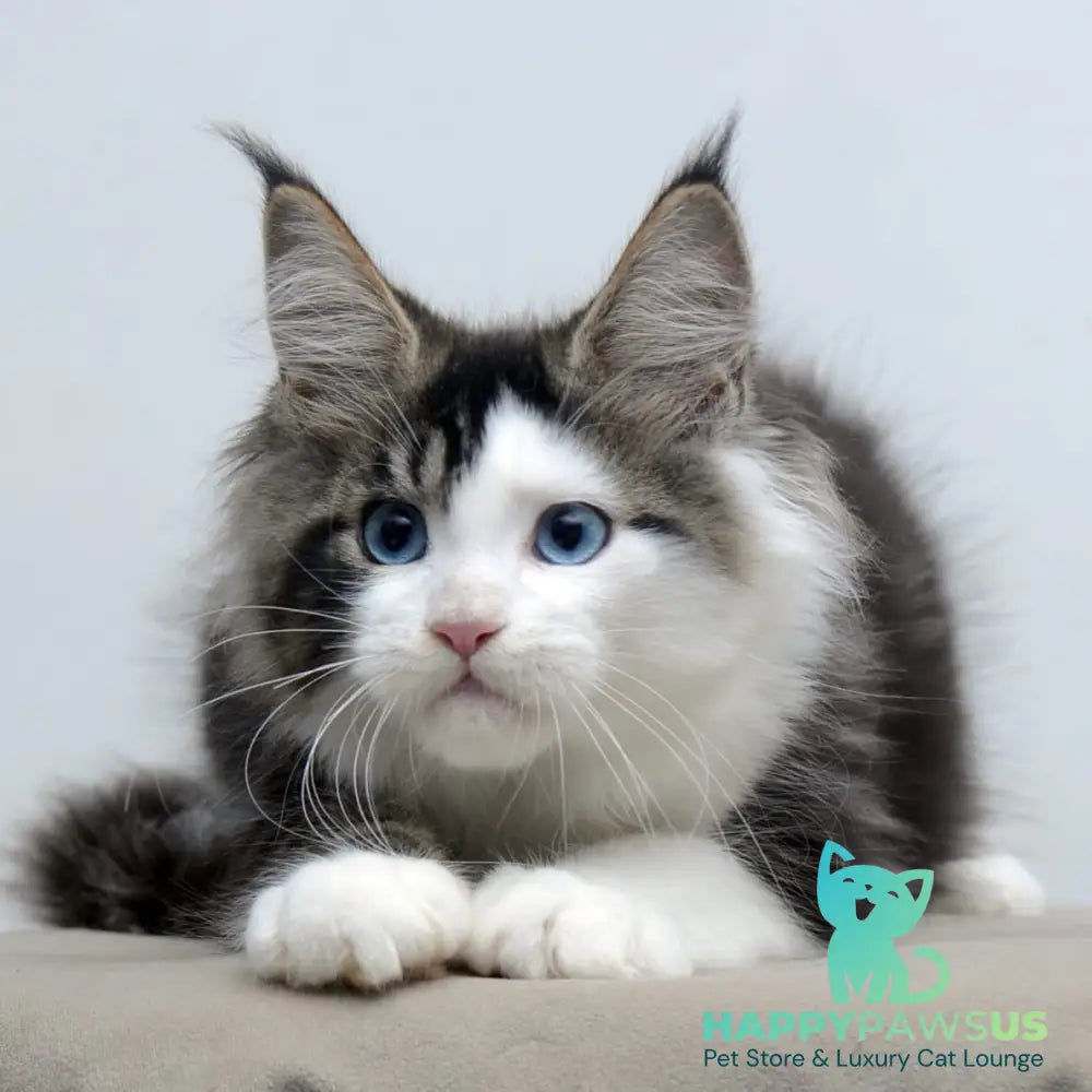 Vanessa Maine Coon female black tabby bicolour - live animals