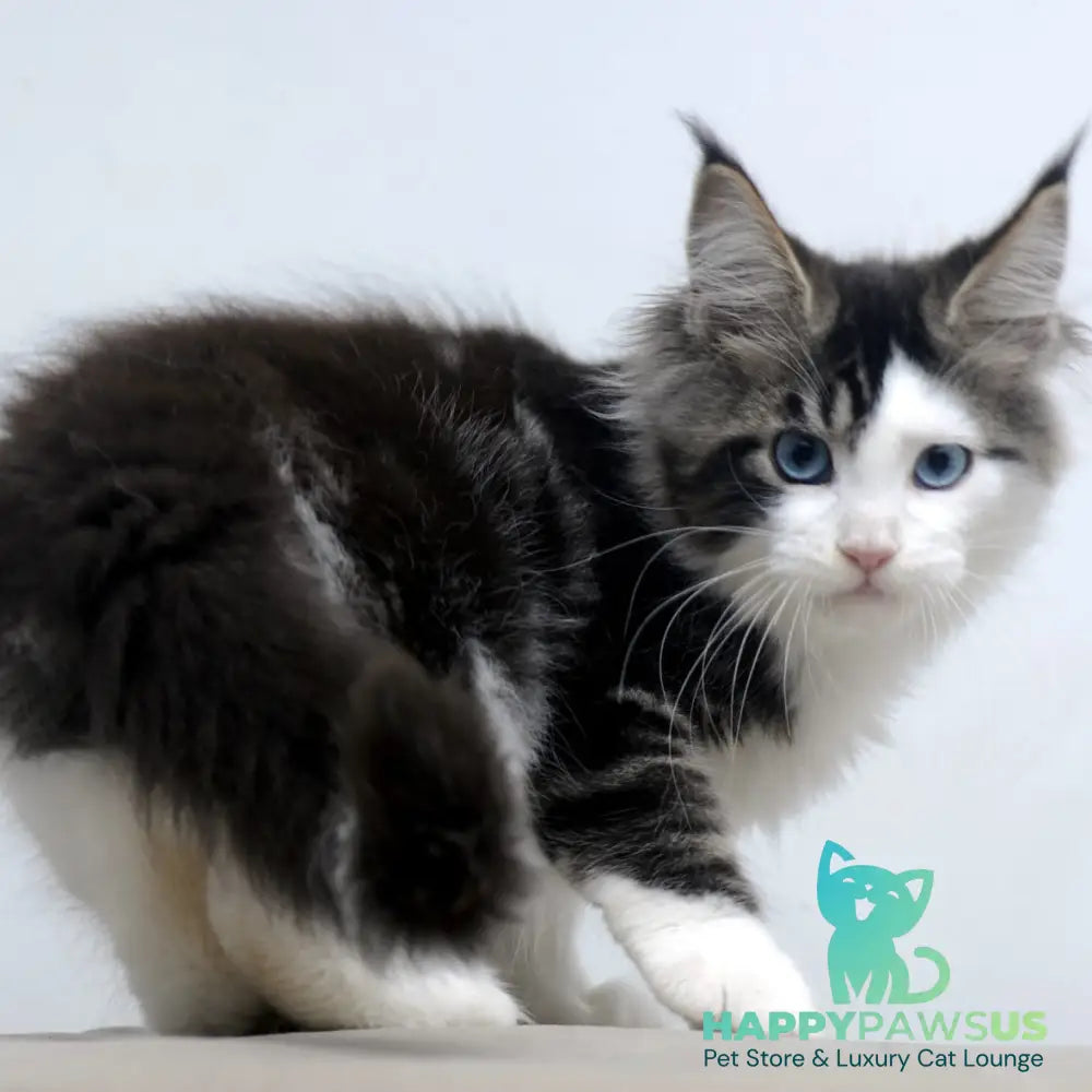 Vanessa Maine Coon female black tabby bicolour - live animals