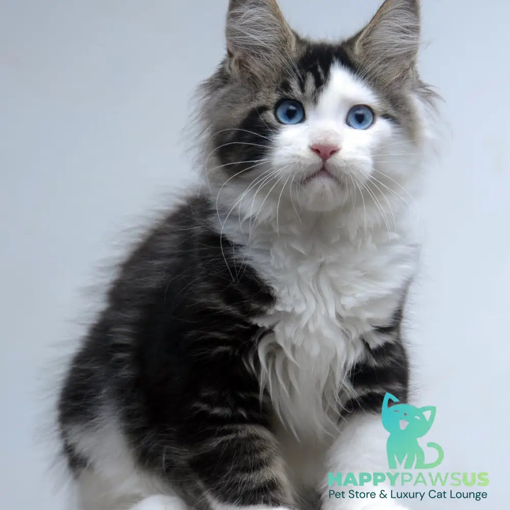 Vanessa Maine Coon female black tabby bicolour - live animals