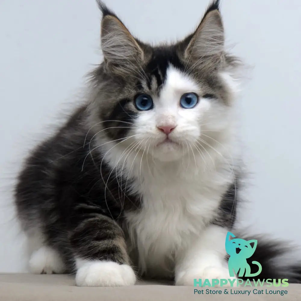 Vanessa Maine Coon female black tabby bicolour - live animals
