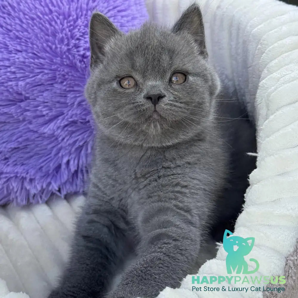 Vanessa Scottish Straight female blue