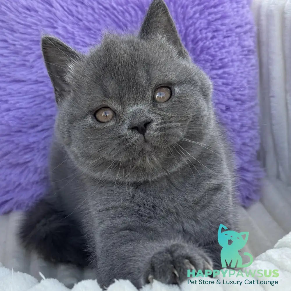 Vanessa Scottish Straight female blue