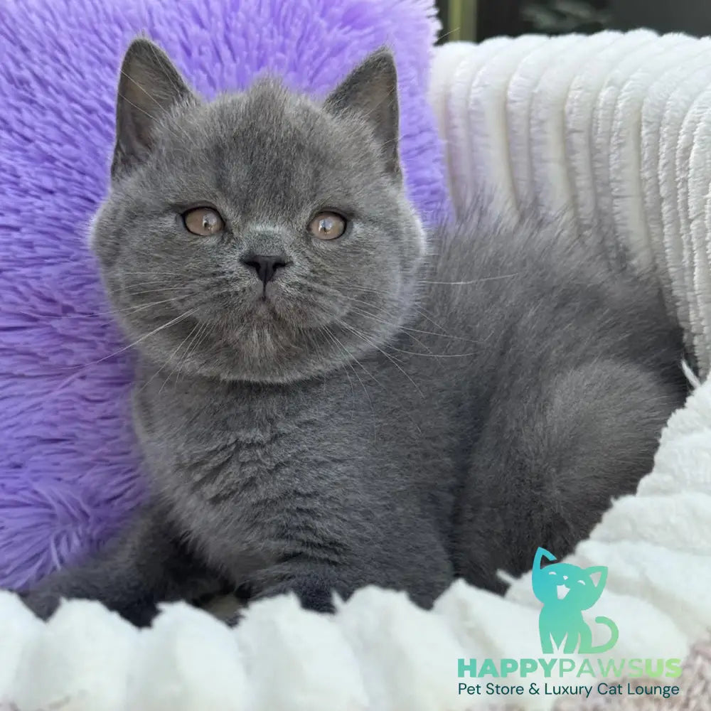 Vanessa Scottish Straight female blue
