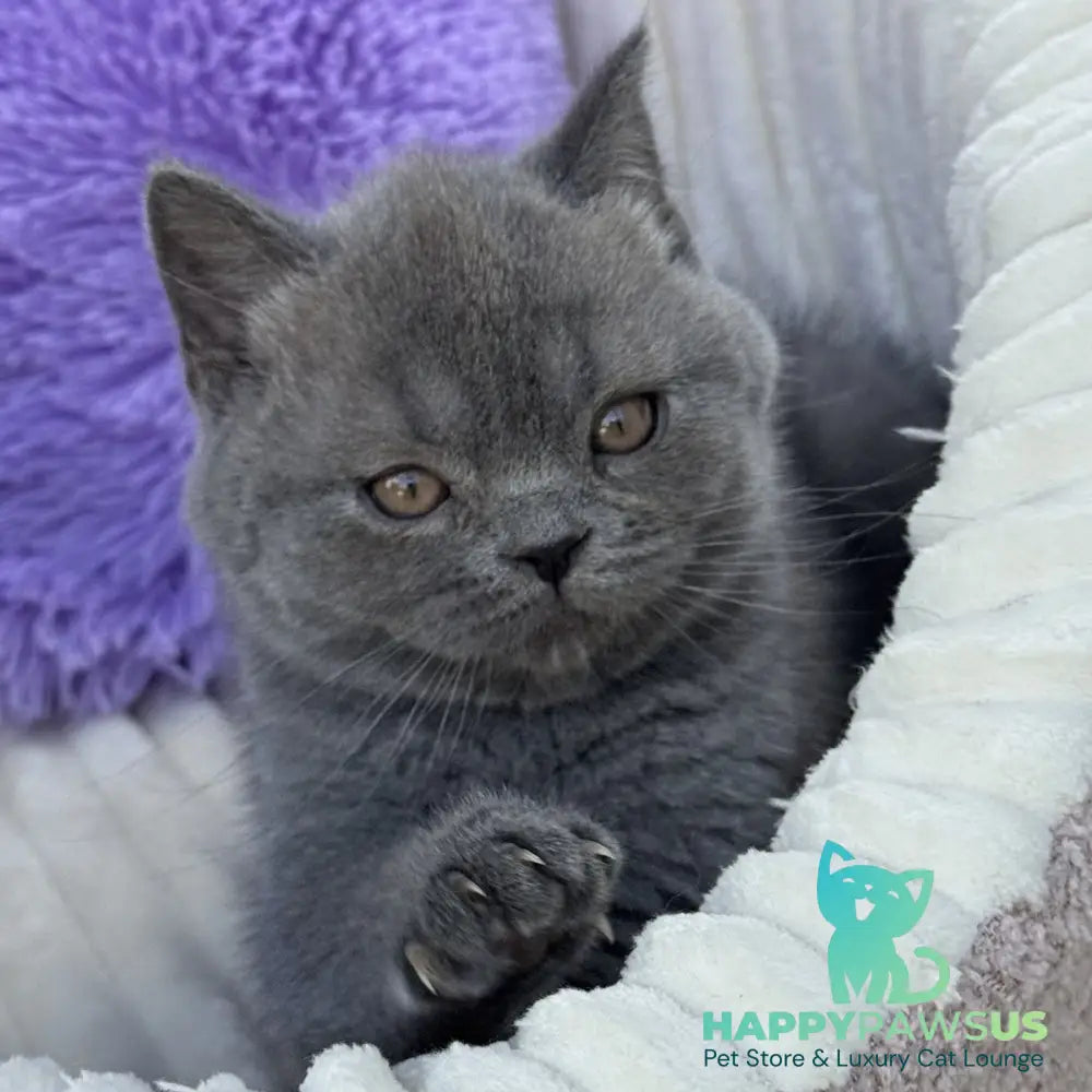Vanessa Scottish Straight female blue