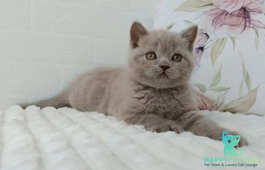 Vanessa Scottish Straight female lilac - live animals