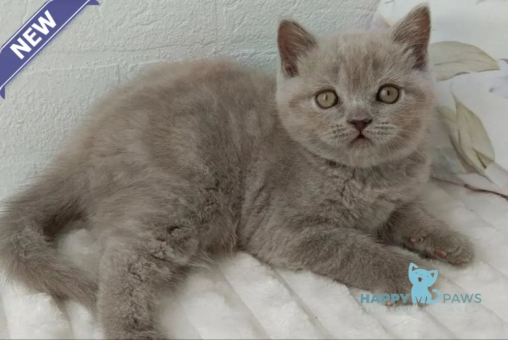 Vanessa Scottish Straight female lilac - live animals