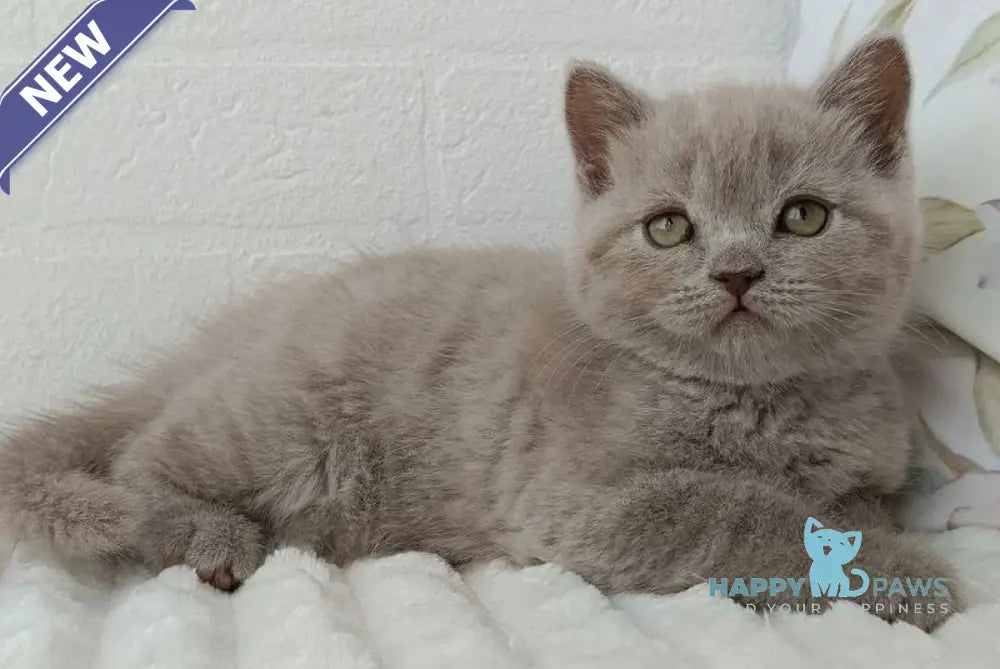 Vanessa Scottish Straight female lilac - live animals