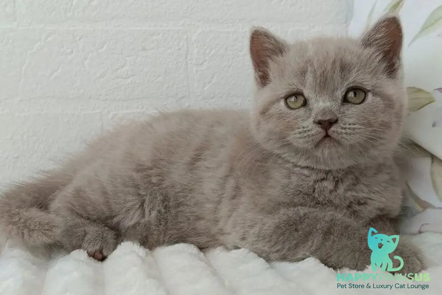 Vanessa Scottish Straight female lilac - live animals