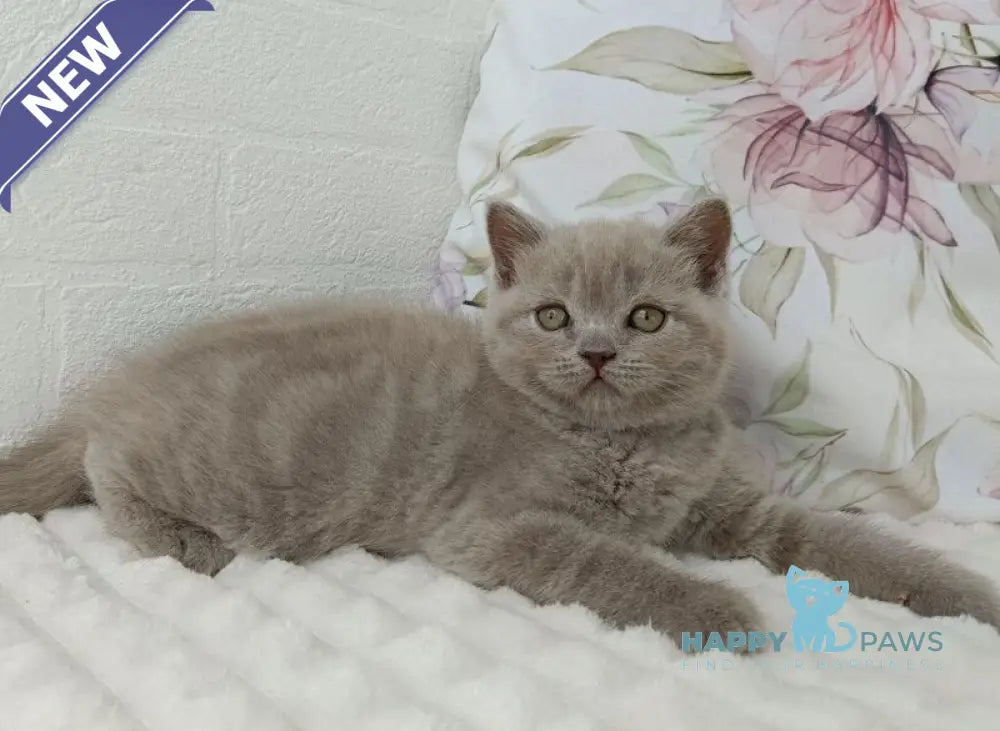 Vanessa Scottish Straight female lilac - live animals