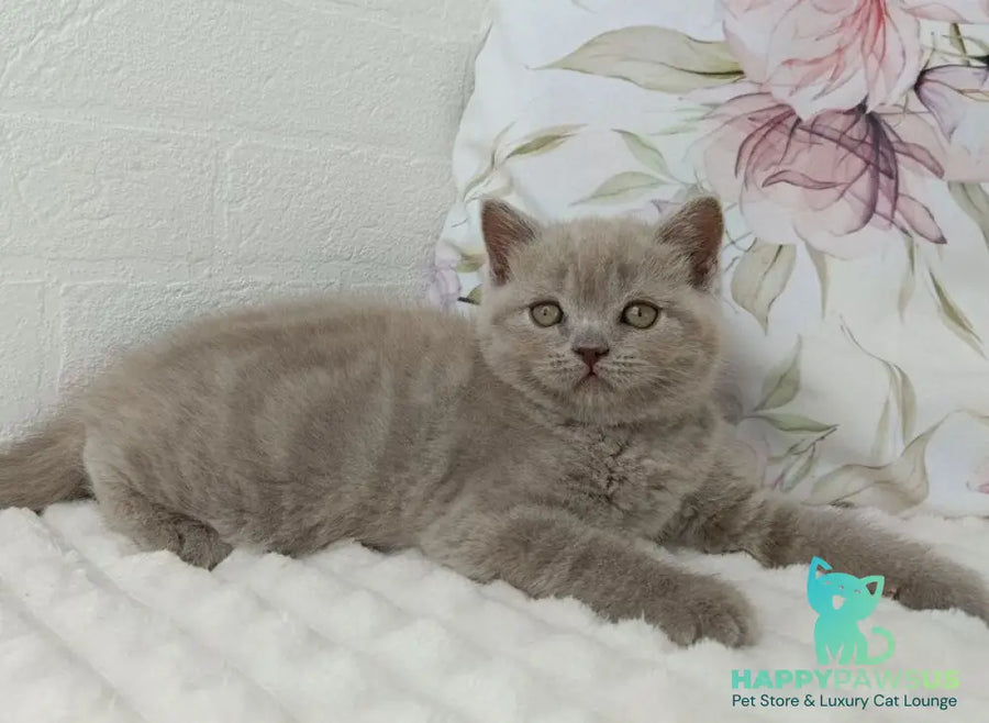 Vanessa Scottish Straight female lilac - live animals