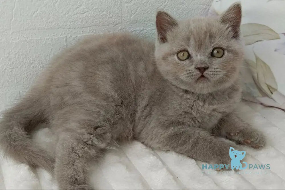 Vanessa Scottish Straight female lilac - live animals
