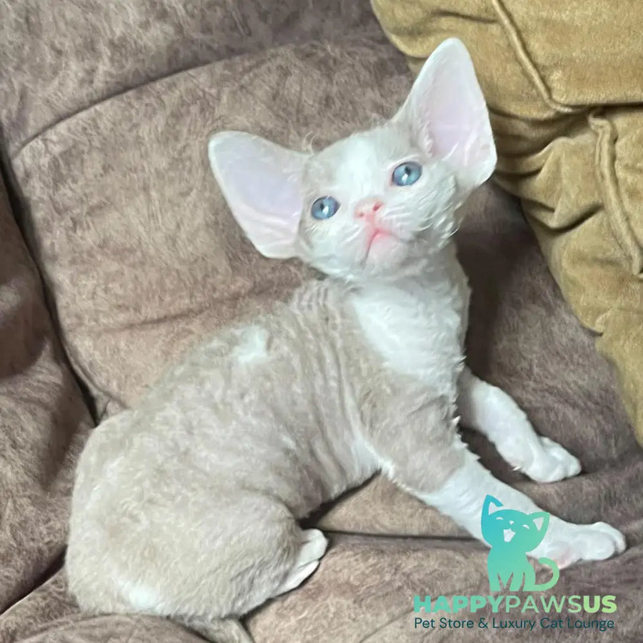 Vania Devon Rex male fawn bicolour - live animals