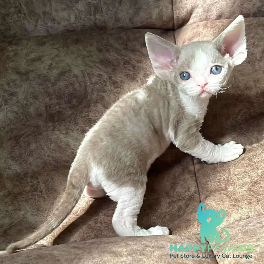 Vania Devon Rex male fawn bicolour - live animals