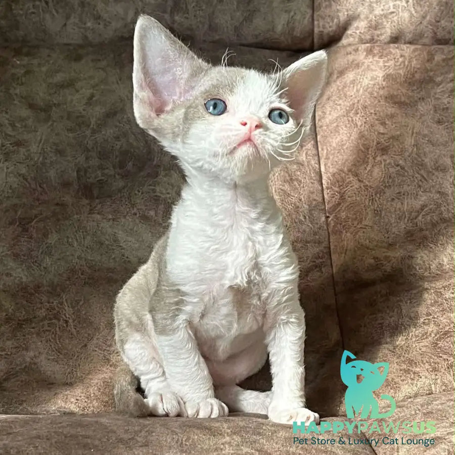Vania Devon Rex male fawn bicolour - live animals