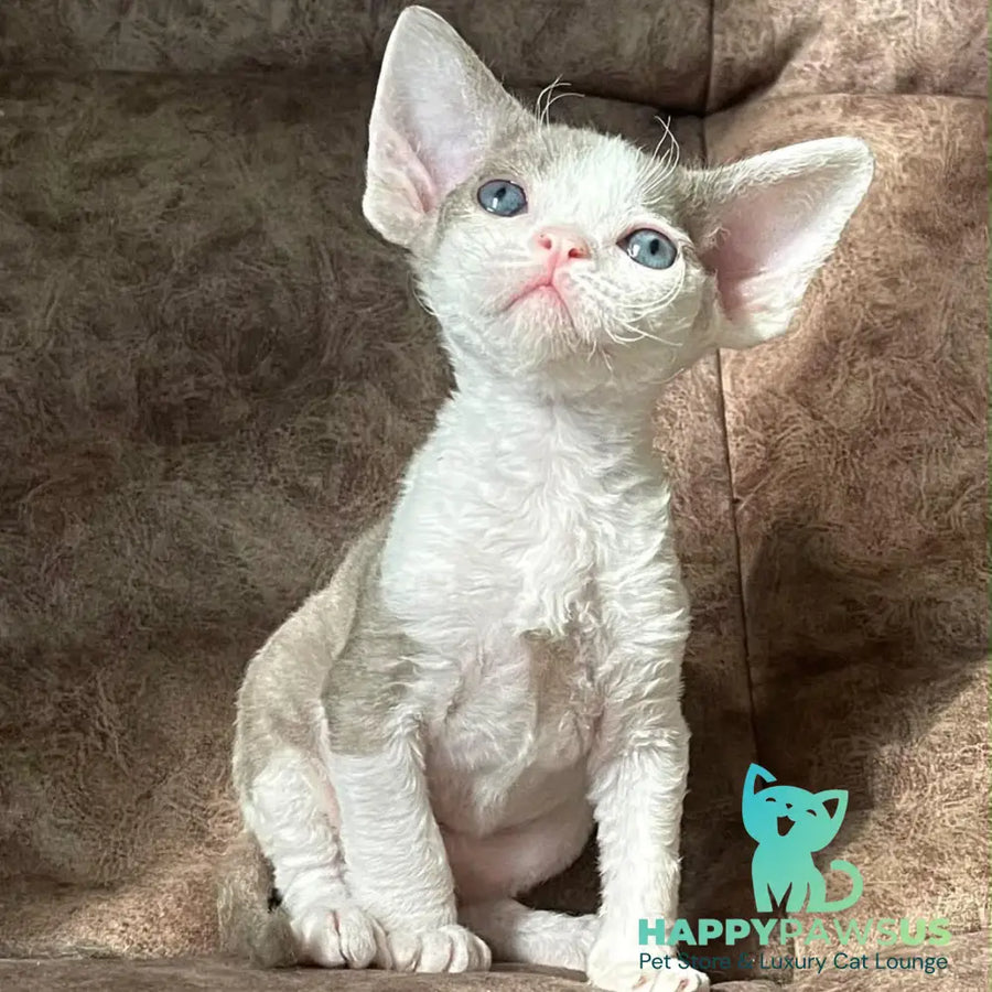 Vania Devon Rex male fawn bicolour - live animals
