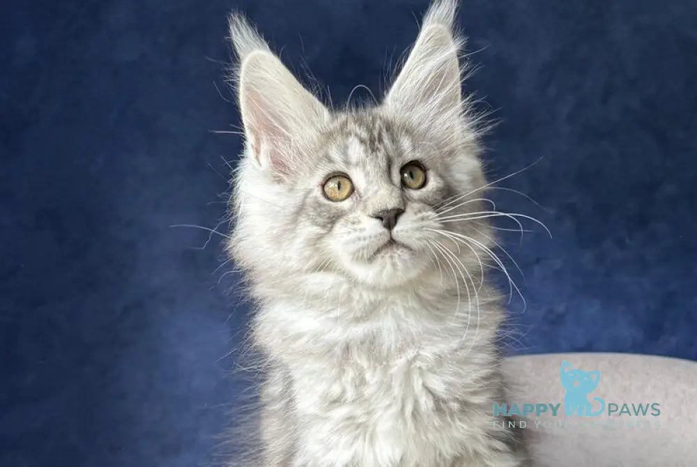 Vanil Maine Coon female black silver spotted tabby - live animals