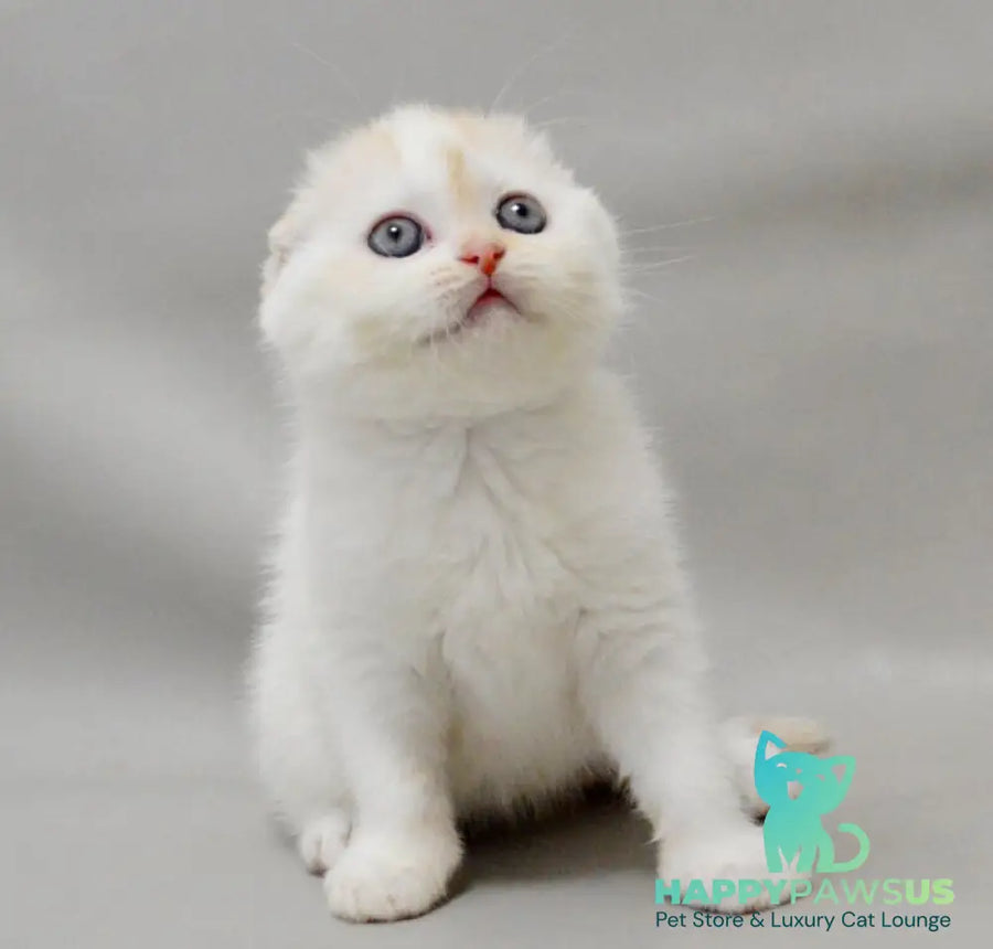 Vanilka Scottish Fold female red silver tabby bicolour - live animals