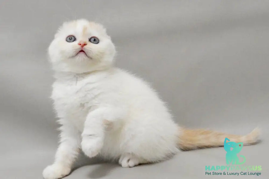 Vanilka Scottish Fold female red silver tabby bicolour - live animals
